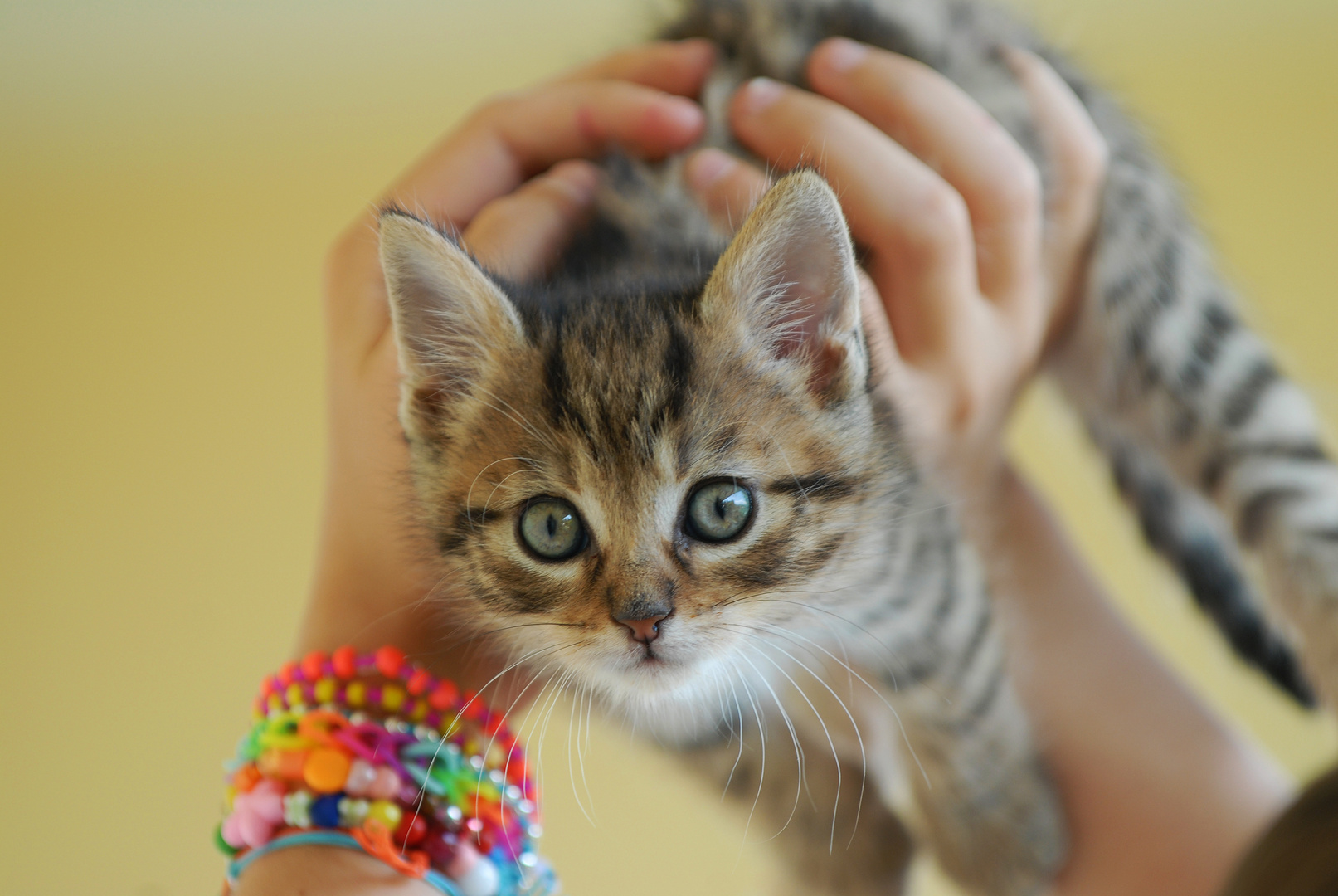 Eine handvoll Katze