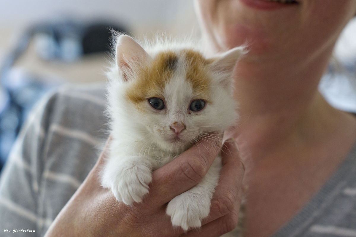 Eine handvoll Katze