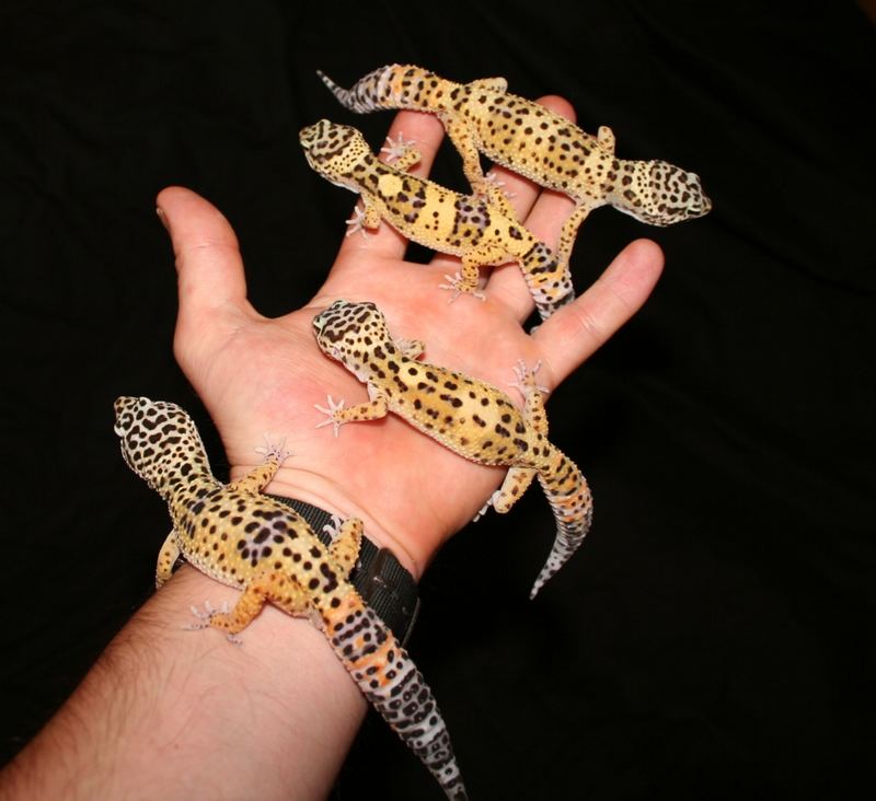 eine handvoll leopardgeckos