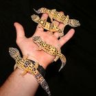 eine handvoll leopardgeckos