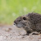 eine handvoll Nutria