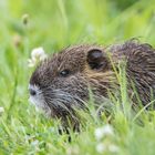 eine handvoll Nutria 2