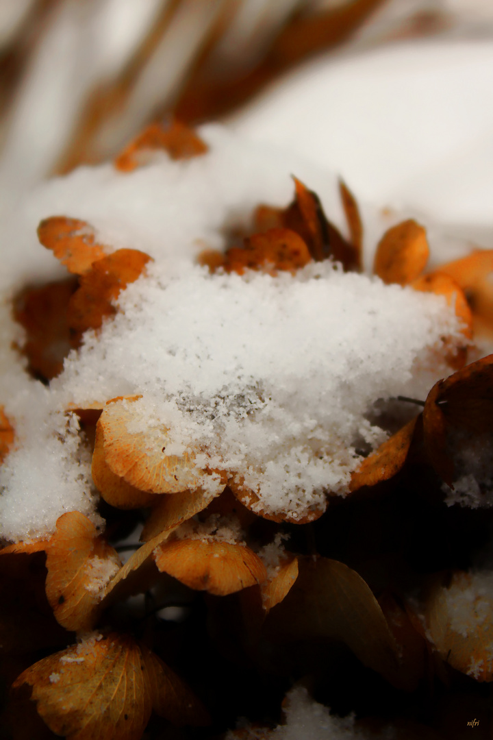 Eine Handvoll Schnee ... oder täglich wird es mehr!