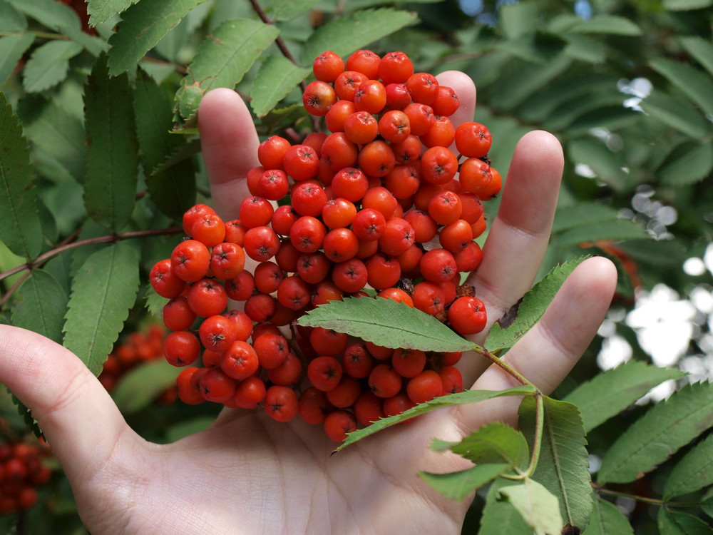 Eine Handvoll Vogelbeeren