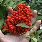 Eine Handvoll Vogelbeeren