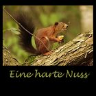 Eine harte Nuss...