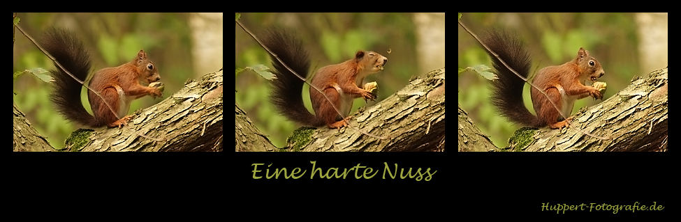 Eine harte Nuss...