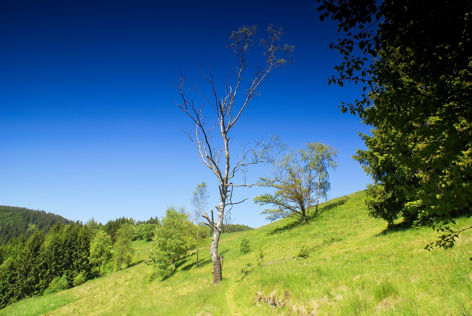 eine Harzlandschaft