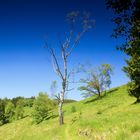 eine Harzlandschaft