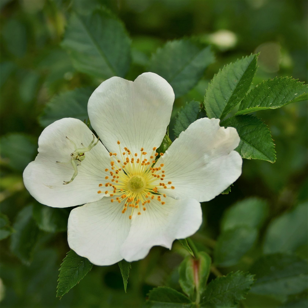 Eine Heckenrose hat Besuch