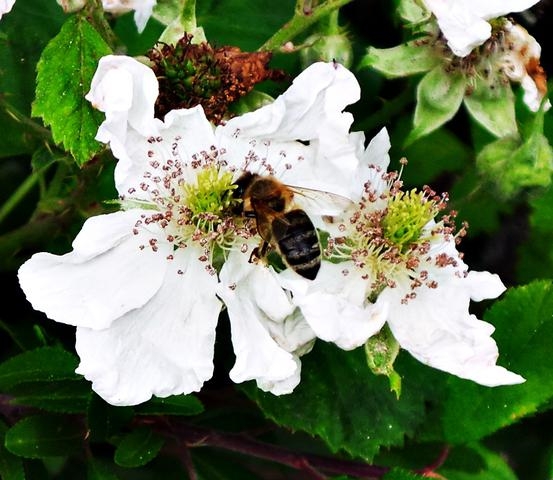 Eine Heckenrose mit Besucher zum Thementag