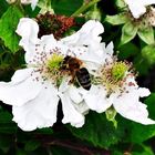 Eine Heckenrose mit Besucher zum Thementag