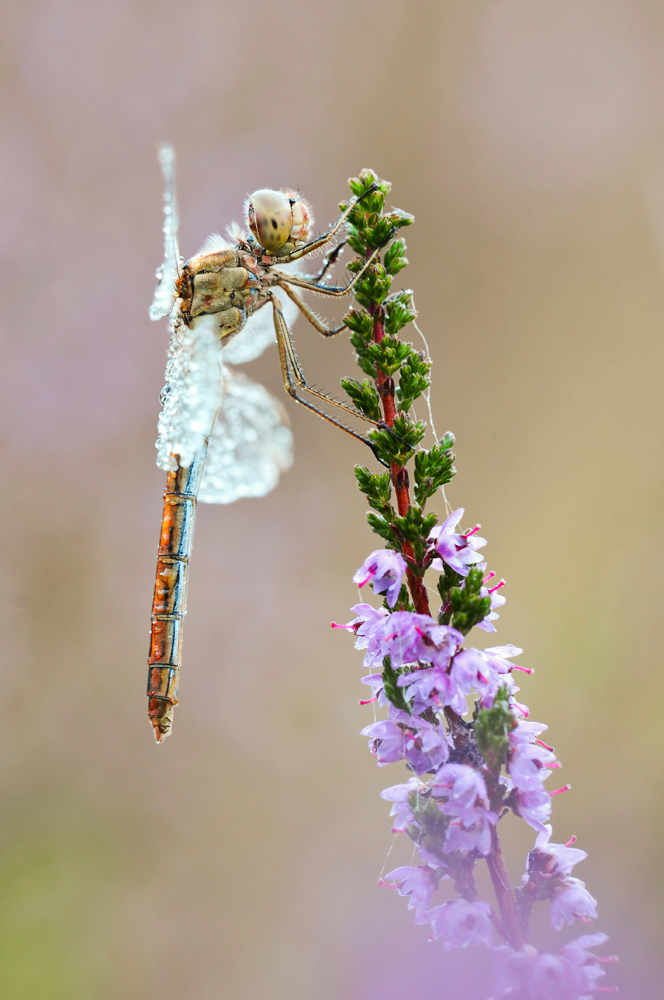 Eine Heidi in der Heide