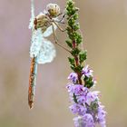 Eine Heidi in der Heide