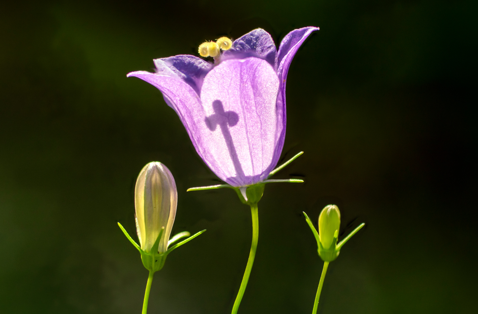 Eine "heilige" Glockenblume