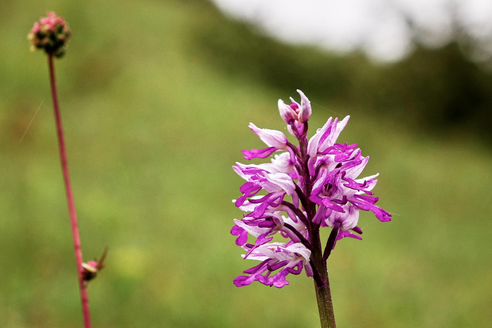  Eine heimische Orchidee, ein Helm-Knabenkraut