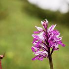  Eine heimische Orchidee, ein Helm-Knabenkraut