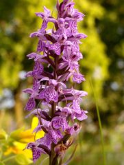 Eine heimische Orchidee,aber welche ?Fuchs Fingerwurz ( Dactylorhiza fuchsii )