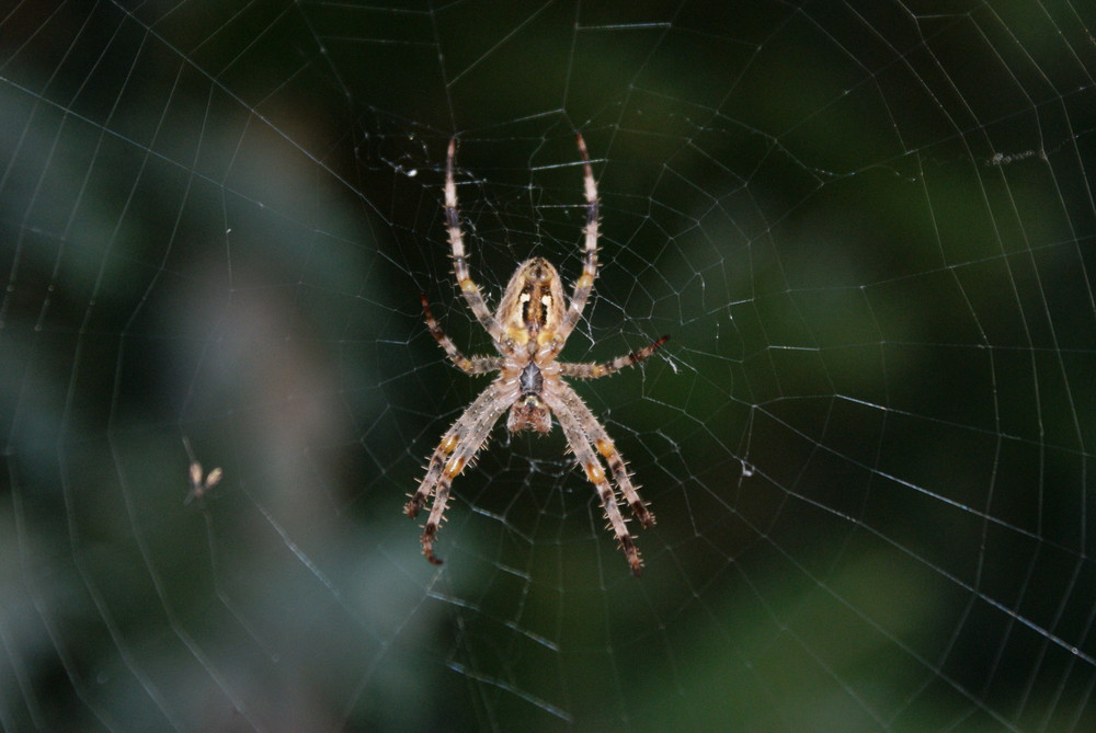 Eine heimische Spinne