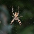 Eine heimische Spinne