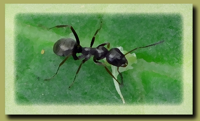 Eine Helferameise in der Gewürzschnecke in Drößling