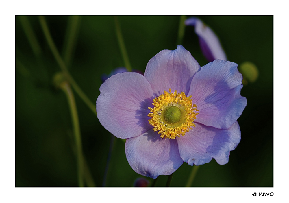 eine Herbst-Anemone aus unserem Garten............