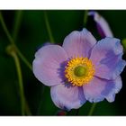 eine Herbst-Anemone aus unserem Garten............