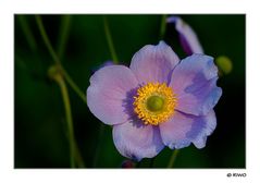 eine Herbst-Anemone aus unserem Garten............