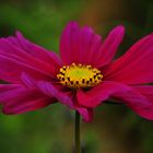 Eine Herbst - Anemone