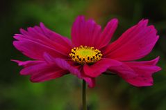 Eine Herbst - Anemone