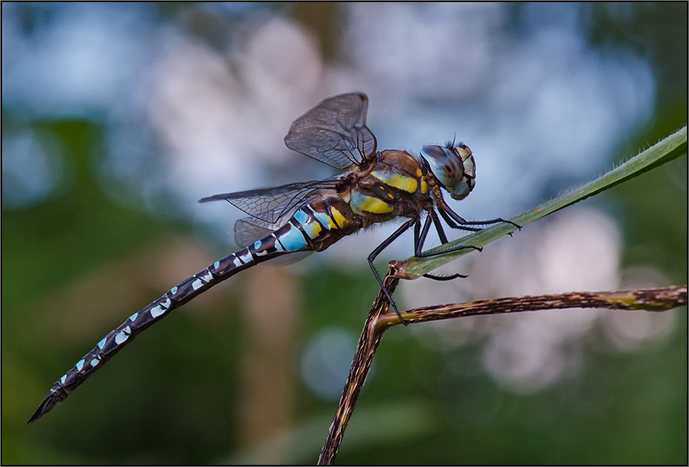 eine herbst-mosaikjungfer (aeshna mixta)