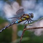 eine herbst-mosaikjungfer (aeshna mixta)