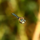 Eine Herbst-Mosaikjungfer im Anflug