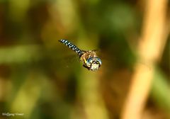 Eine Herbst-Mosaikjungfer im Anflug