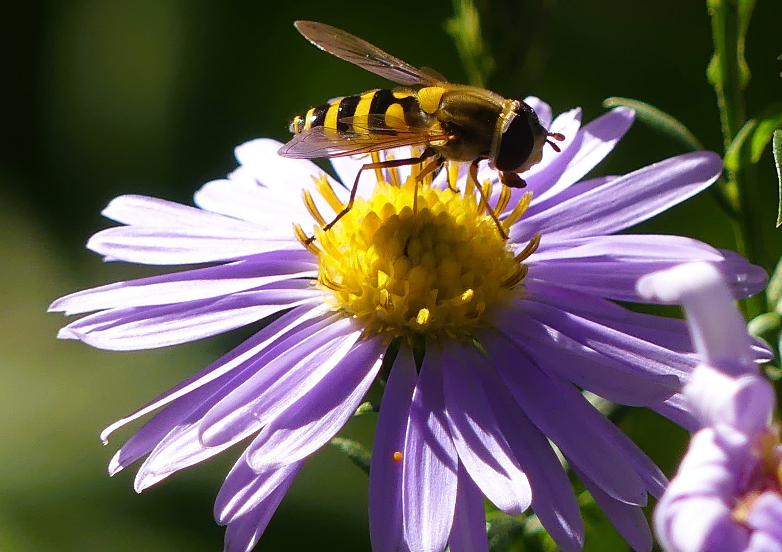 eine Herbstaster mit Schwebi