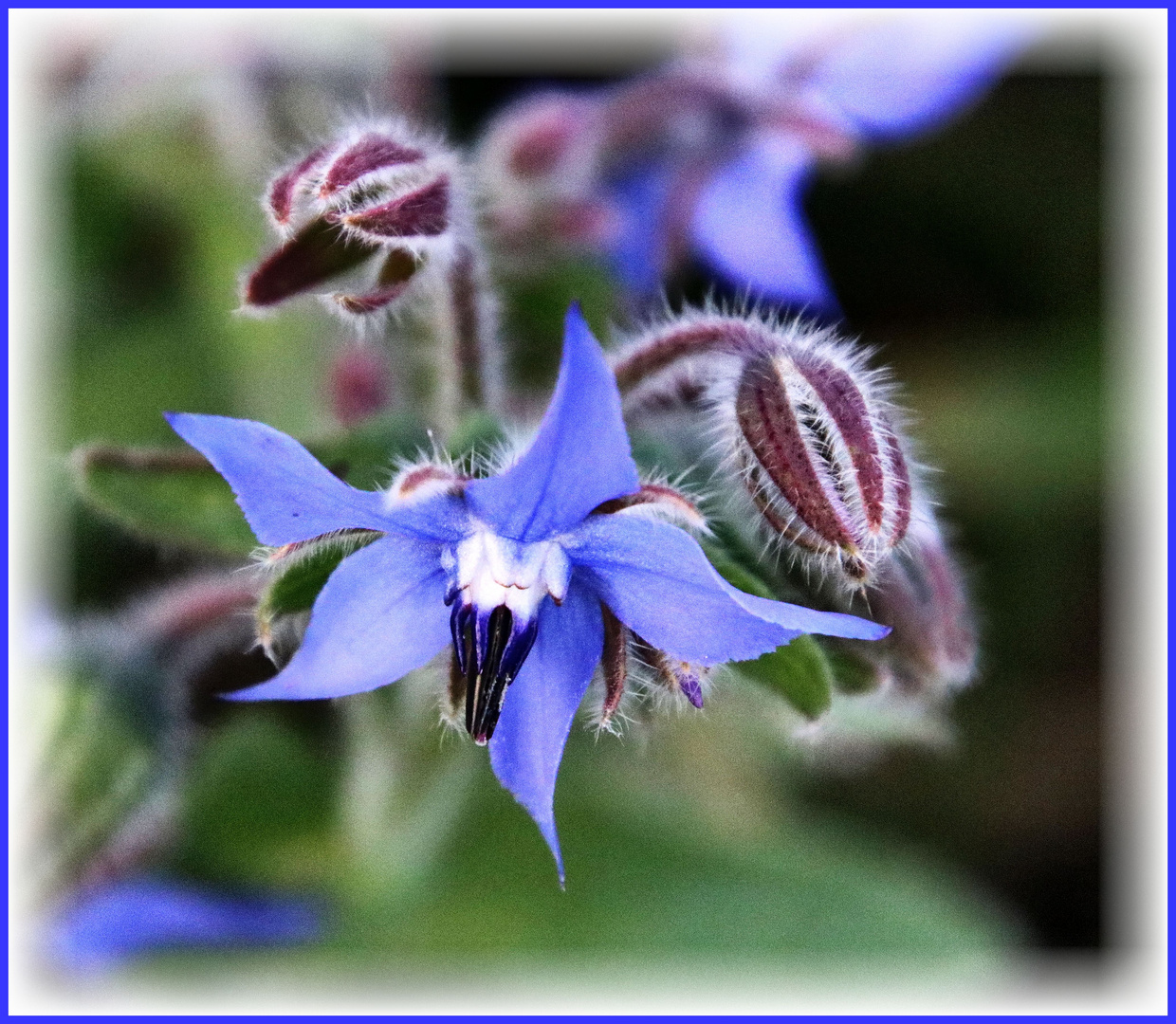 Eine Herbstblüte....