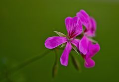 Eine Herbstblume