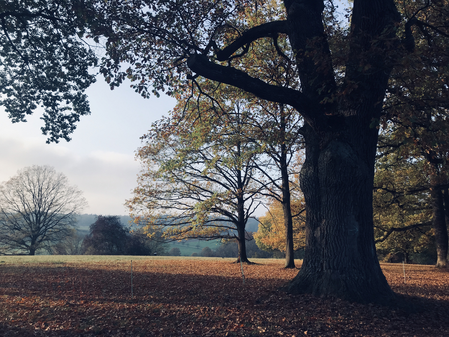 Eine Herbstimpression