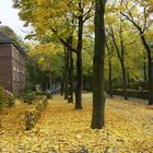 Eine herbstliche Allee