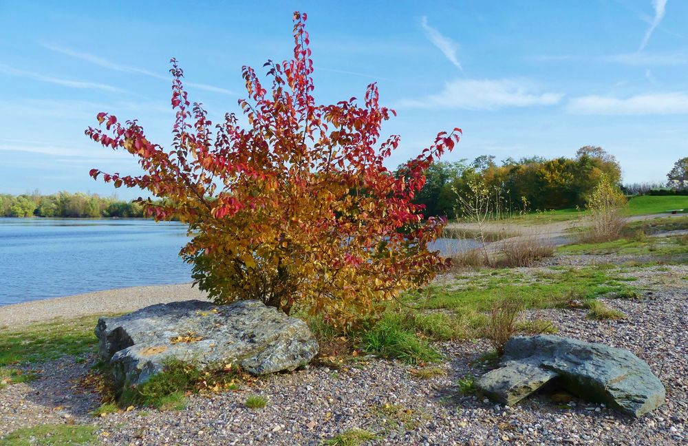 Eine herbstliche Schönheit ...