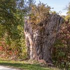 Eine herbstliche Wanderung