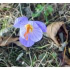 Eine  herbstzeitlose die einsam auf der wiese im garten blüht