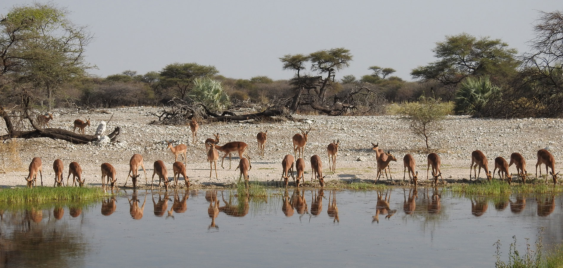 Eine Herde Impalas spiegelt sich im Teich der Onguma Lodge