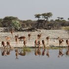 Eine Herde Impalas spiegelt sich im Teich der Onguma Lodge