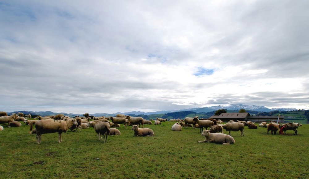 Eine Herde Schafe