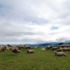 Eine Herde Schafe
