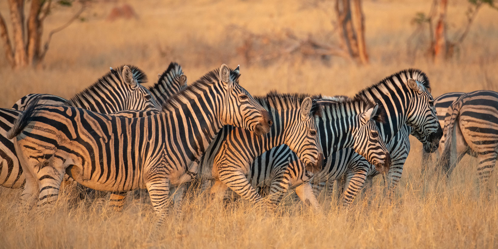 Eine Herde Zebras im Abendlicht