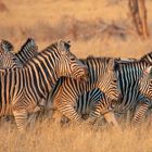 Eine Herde Zebras im Abendlicht