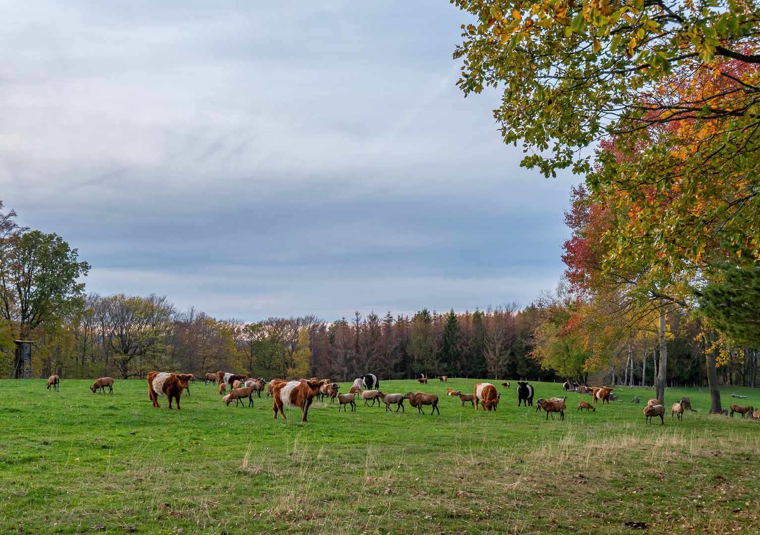 Eine Herde zufriedener Tiere