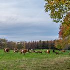 Eine Herde zufriedener Tiere